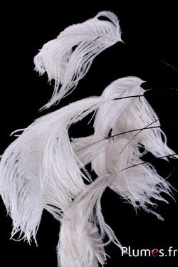 Panicule struisvogel zwarte schacht - 30-40 cm - wit-crème